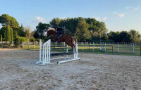 Vente de cheval : Kadence